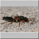 Staphylinus dimidiaticornis - Kurzfluegler 09 19mm.jpg